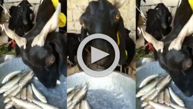Viral Video: হাউমাউ করে কাঁচা মাছ খাচ্ছে বিস্ময়কর এই ছাগল, ইন্টারনেটে ব্যাপক ভাইরাল ভিডিও