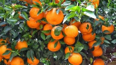 Photo of Orange Farming: বাড়ির ছাদে মিষ্টি কমলা লেবু চাষের সহজ পদ্ধতি, শিখে নিন