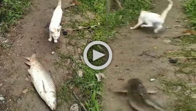 VIDEO: মানুষ নয়, মাছ খেতে এসে মাছের তাড়া খেয়েই লেজ গুটিয়ে পালালো বিড়াল, তুমুল ভাইরাল ভিডিও